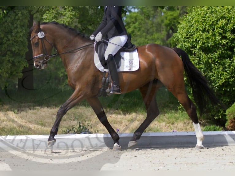 Holsteiner Jument 6 Ans 165 cm Bai in Weyhe