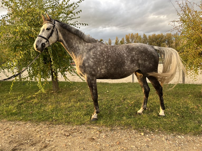 Holsteiner Jument 6 Ans 165 cm Gris moucheté in Sarr&#xF3;d