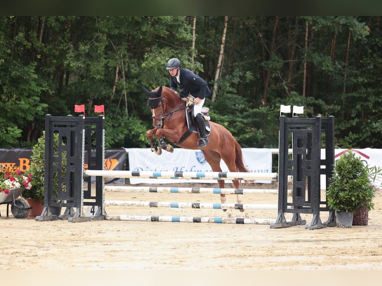 Holsteiner Jument 6 Ans 166 cm Alezan brûlé in Hünfelden-Kirberg