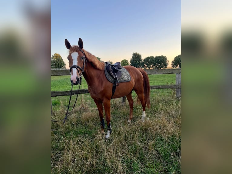 Holsteiner Jument 6 Ans 166 cm Alezan in Leipzig