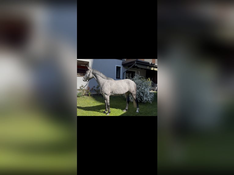 Holsteiner Jument 6 Ans 166 cm Gris in Telfs
