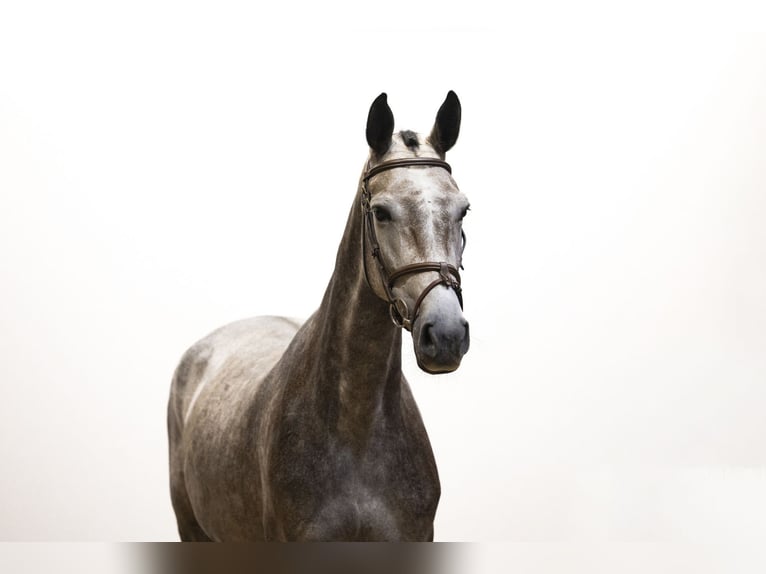 Holsteiner Jument 6 Ans 166 cm Gris in Waddinxveen