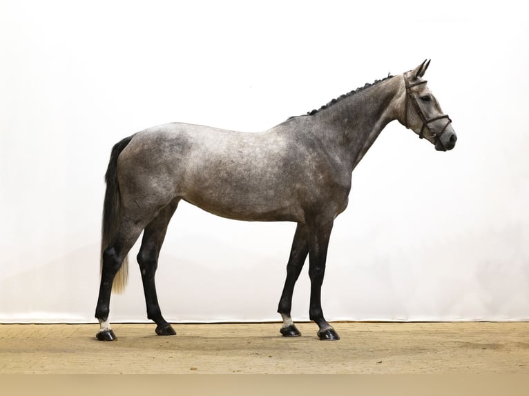 Holsteiner Jument 6 Ans 166 cm Gris in Waddinxveen
