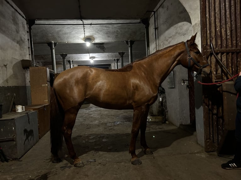 Holsteiner Jument 6 Ans 167 cm Alezan in Starogard Gdański