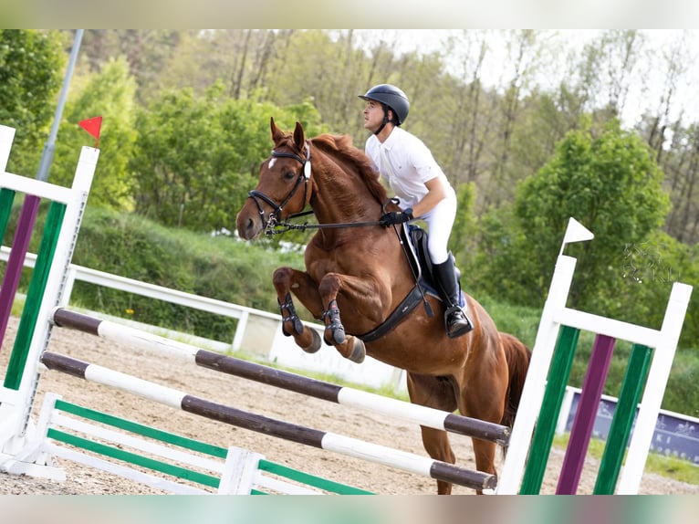 Holsteiner Jument 6 Ans 167 cm Alezan in Starogard Gdański