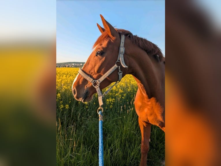 Holsteiner Jument 6 Ans 167 cm Alezan in Göttingen
