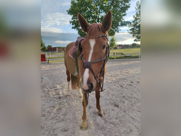 Holsteiner Jument 6 Ans 167 cm Alezan in Göttingen