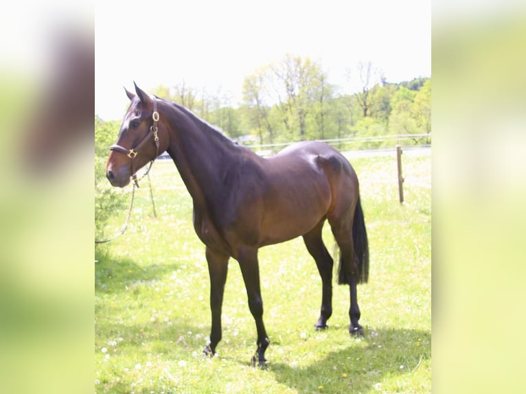 Holsteiner Jument 6 Ans 167 cm Bai brun foncé in Erharting