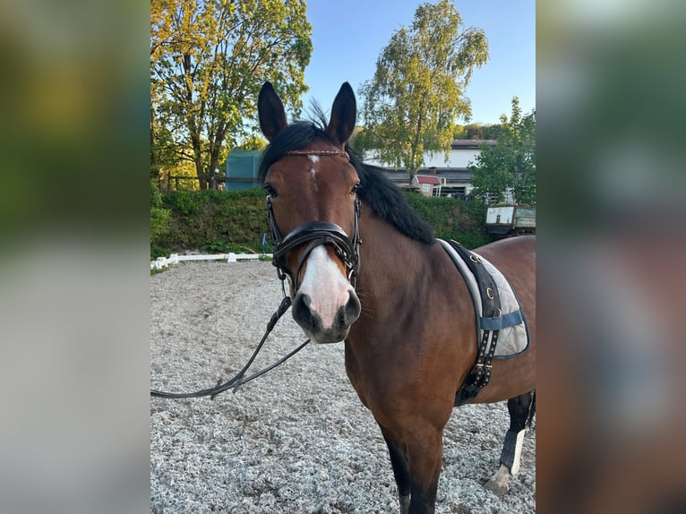 Holsteiner Jument 6 Ans 167 cm Bai in Ulrichstein