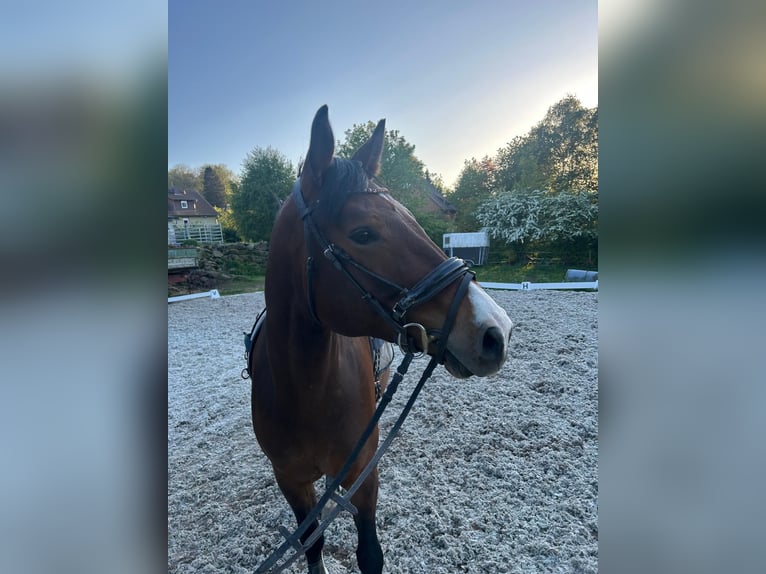 Holsteiner Jument 6 Ans 167 cm Bai in Ulrichstein