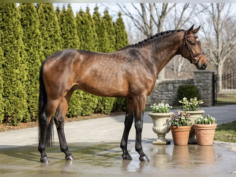 Holsteiner Jument 6 Ans 167 cm Bai in Mór