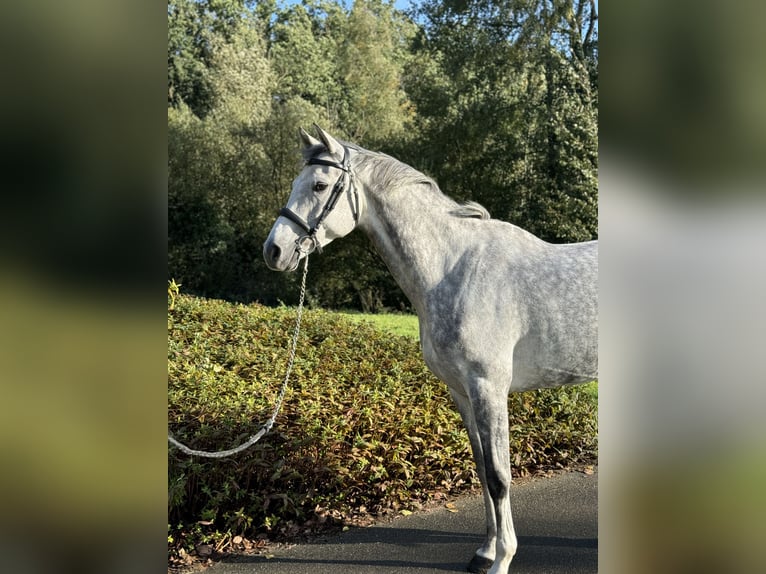 Holsteiner Jument 6 Ans 167 cm Gris in Favières