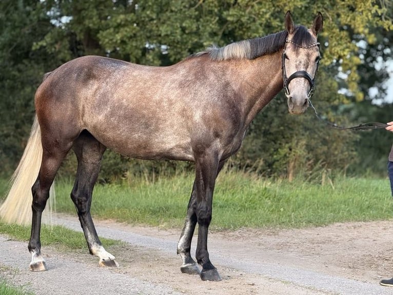 Holsteiner Jument 6 Ans 167 cm Gris in Wieselburg