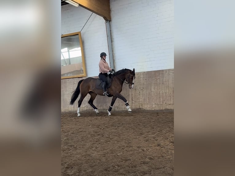 Holsteiner Jument 6 Ans 168 cm Bai in Ahrensburg