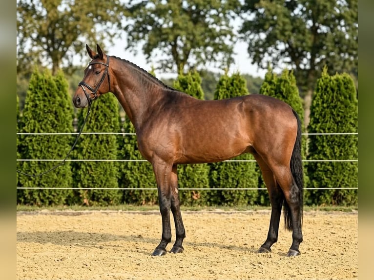 Holsteiner Jument 6 Ans 169 cm Bai in Kosice