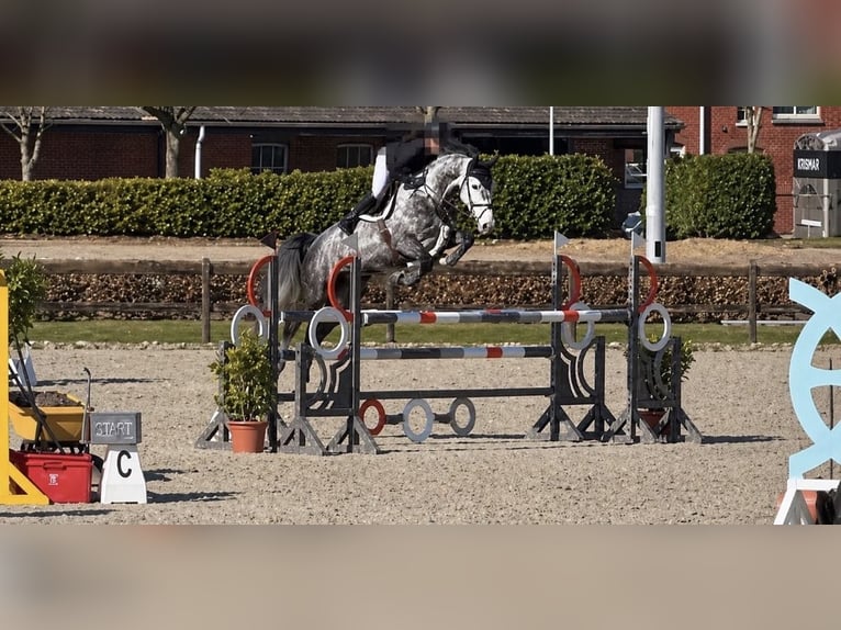 Holsteiner Jument 6 Ans 169 cm Gris pommelé in Aukrug