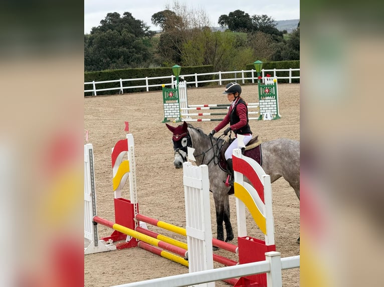 Holsteiner Jument 6 Ans 169 cm Gris pommelé in Majadahonda