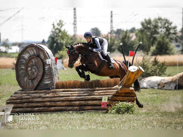 Holsteiner Jument 6 Ans 170 cm Bai brun in Gomadingen