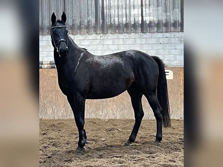 Holsteiner Jument 6 Ans 170 cm Bai brun foncé in Westerstede