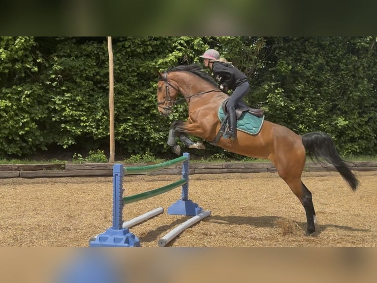 Holsteiner Jument 6 Ans 170 cm Bai in Hamburg Osdorf