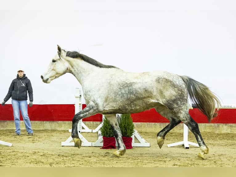 Holsteiner Jument 6 Ans 170 cm Gris in Waddinxveen