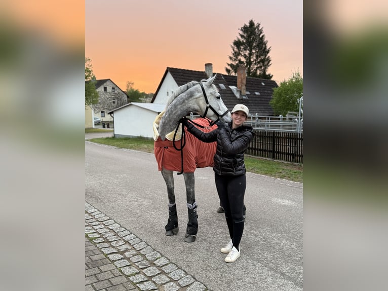 Holsteiner Jument 6 Ans 170 cm Gris pommelé in Allersberg