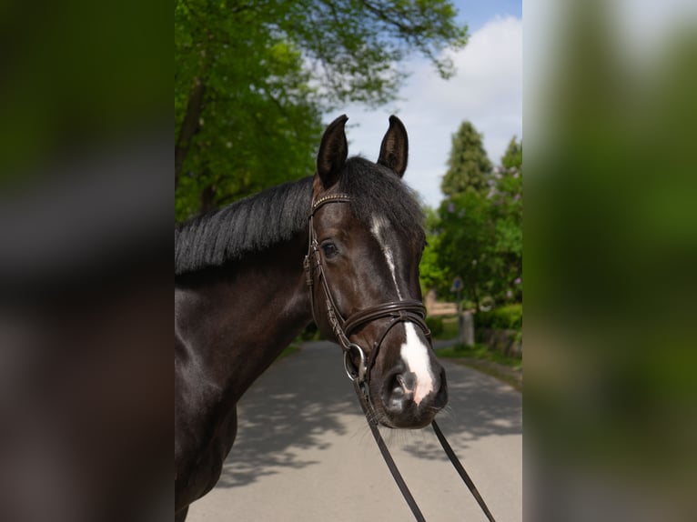 Holsteiner Jument 6 Ans 170 cm Noir in Rodenbek