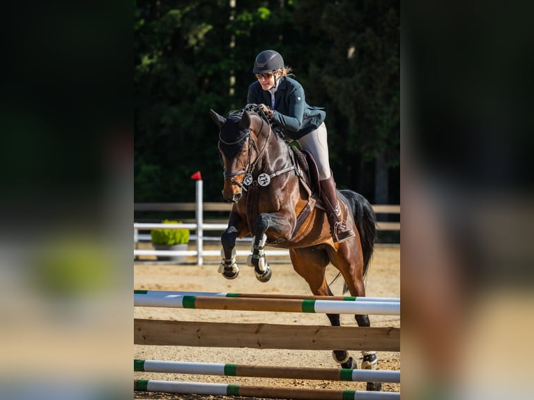 Holsteiner Jument 6 Ans 172 cm Bai brun in Aschheim