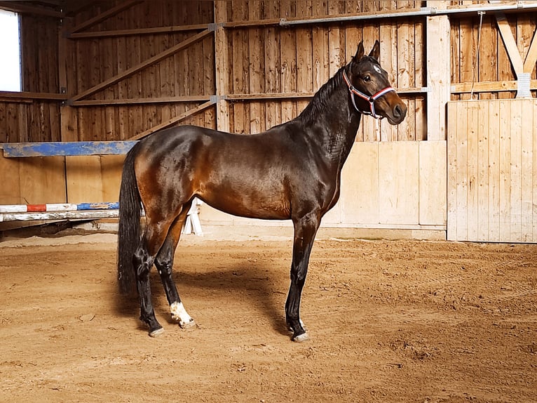 Holsteiner Jument 6 Ans 172 cm Bai brun in Aschheim