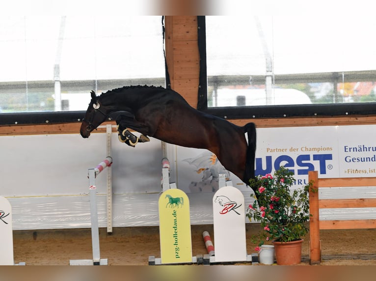 Holsteiner Jument 6 Ans 172 cm Bai brun in Aschheim
