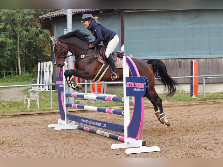 Holsteiner Jument 6 Ans 172 cm Bai brun in Aschheim