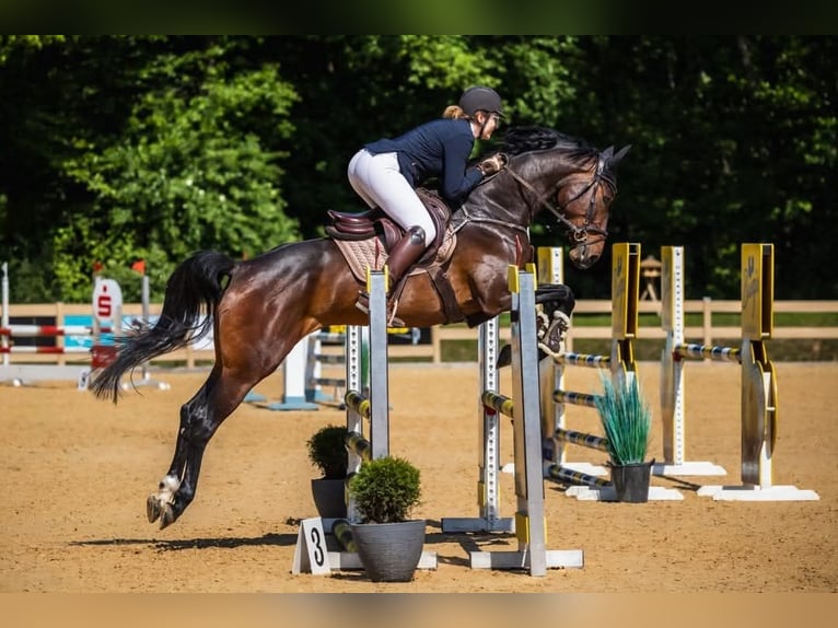 Holsteiner Jument 6 Ans 172 cm Bai brun in Aschheim