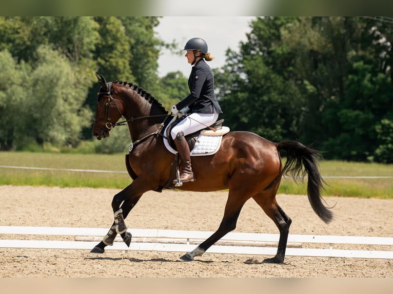 Holsteiner Jument 6 Ans 172 cm Bai brun in Aschheim