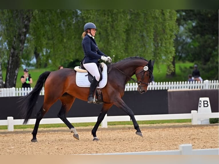 Holsteiner Jument 6 Ans 172 cm Bai brun in Aschheim