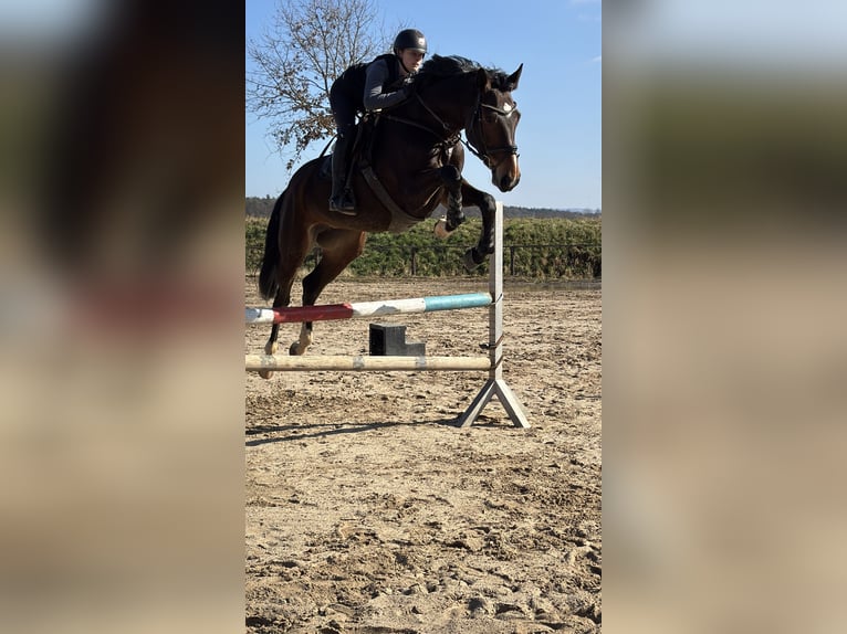 Holsteiner Jument 6 Ans 172 cm Bai in Babenhausen