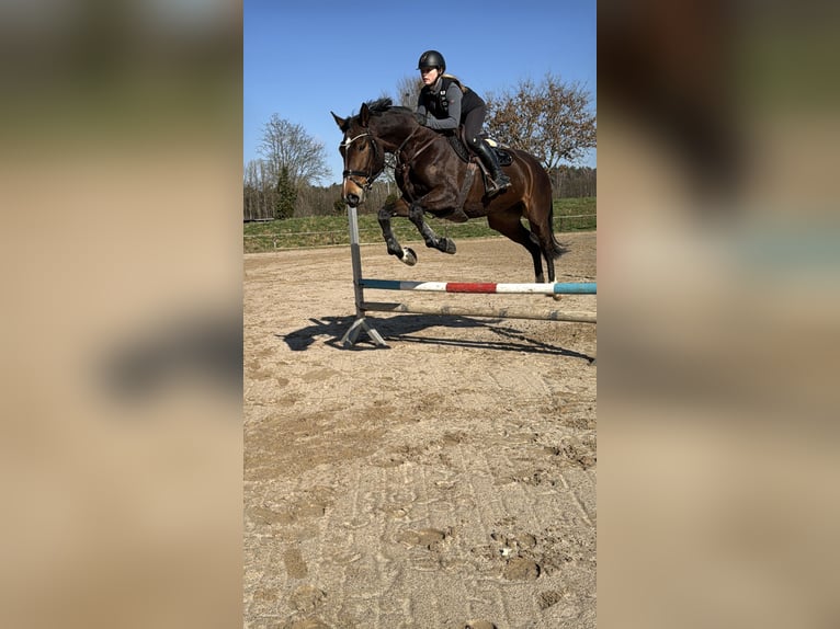 Holsteiner Jument 6 Ans 172 cm Bai in Babenhausen