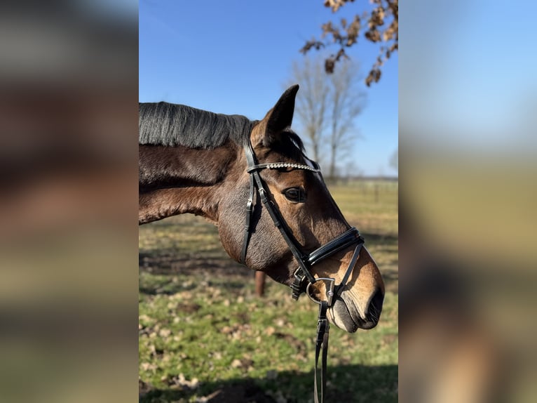 Holsteiner Jument 6 Ans 172 cm Bai in Babenhausen