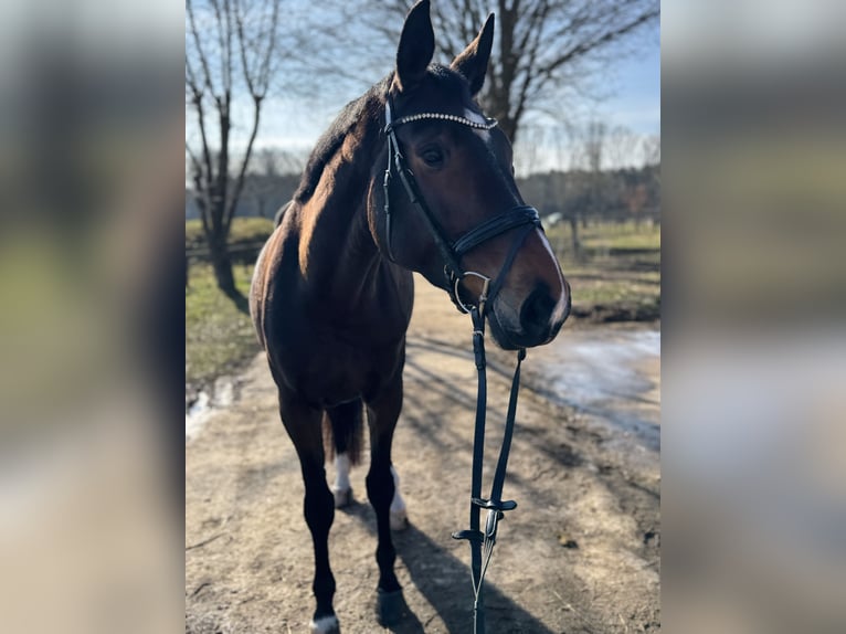 Holsteiner Jument 6 Ans 172 cm Bai in Babenhausen