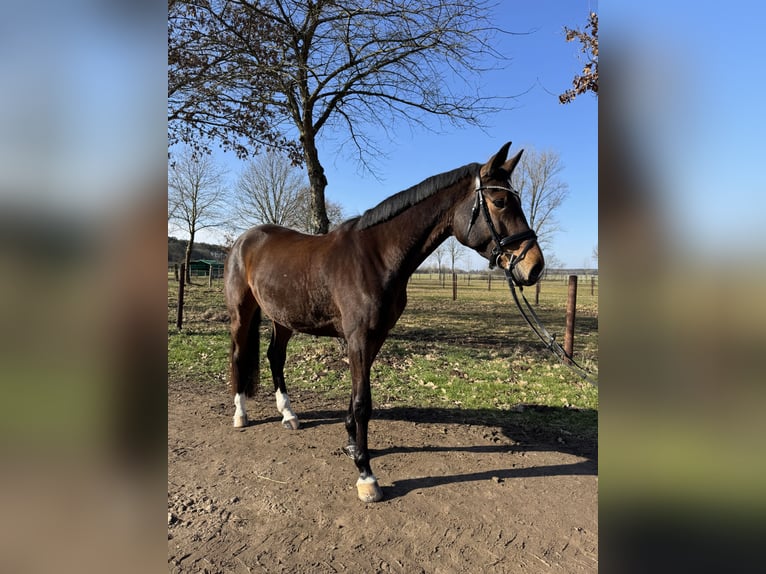 Holsteiner Jument 6 Ans 172 cm Bai in Babenhausen