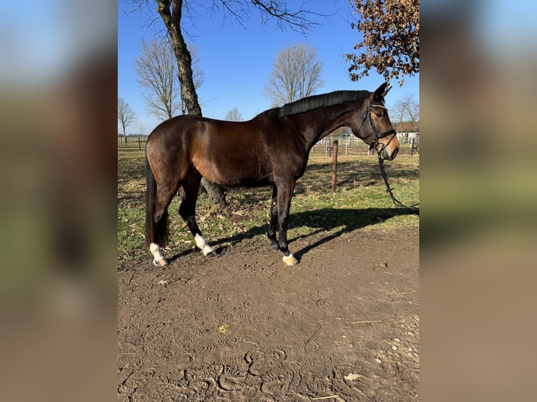 Holsteiner Jument 6 Ans 172 cm Bai in Babenhausen