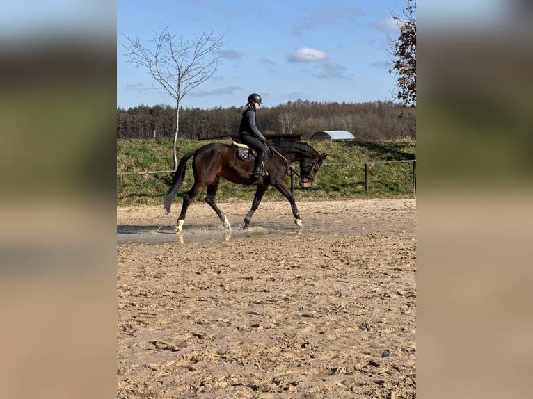 Holsteiner Jument 6 Ans 172 cm Bai in Babenhausen