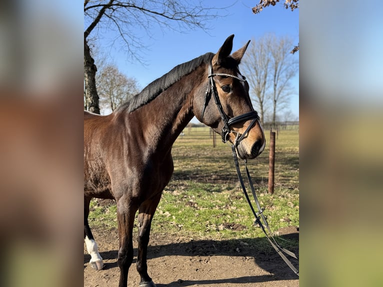 Holsteiner Jument 6 Ans 172 cm Bai in Babenhausen