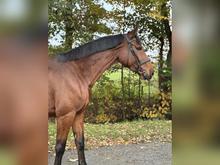 Holsteiner Jument 6 Ans 172 cm Bai in Oersdorf