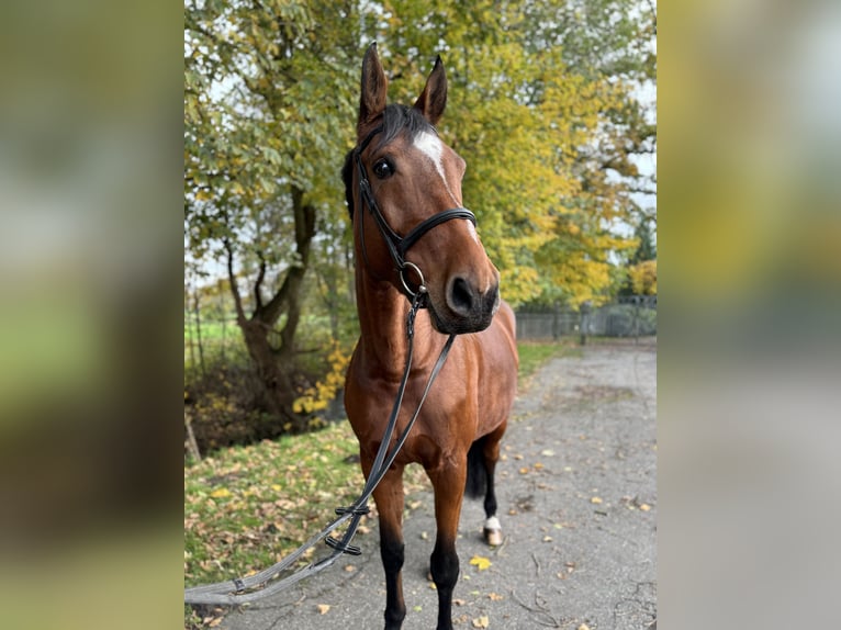 Holsteiner Jument 6 Ans 172 cm Bai in Oersdorf