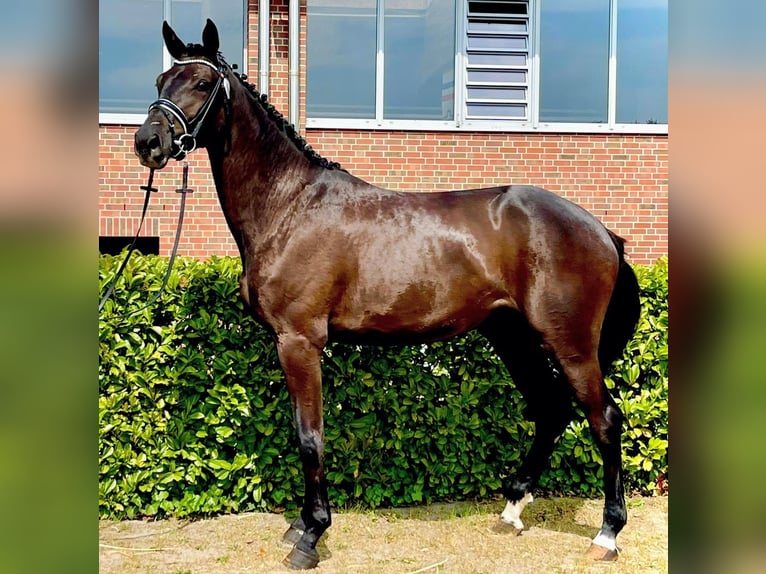 Holsteiner Jument 6 Ans 172 cm Noir in Heidgraben