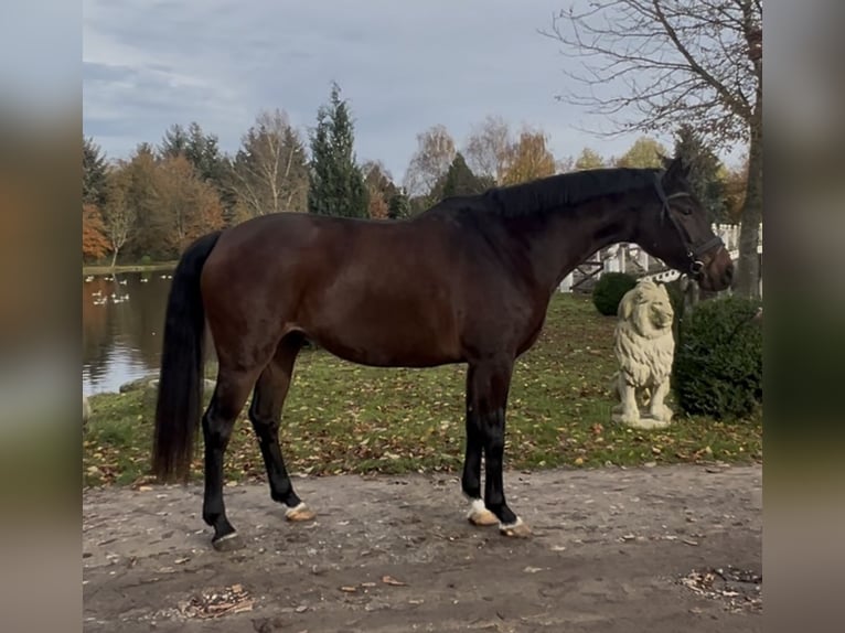 Holsteiner Jument 6 Ans 173 cm Bai in Sch&#xF6;nhorst