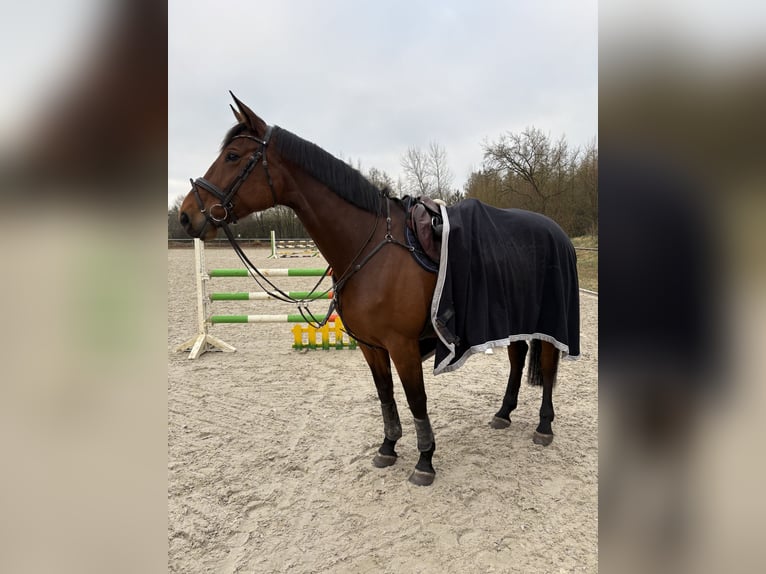 Holsteiner Jument 6 Ans 173 cm Bai in S&#xFC;derl&#xFC;gum