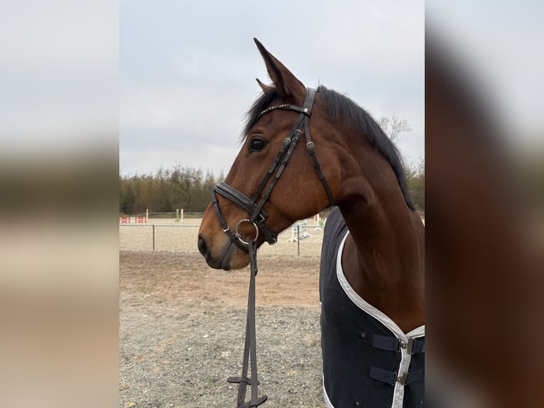 Holsteiner Jument 6 Ans 173 cm Bai in S&#xFC;derl&#xFC;gum