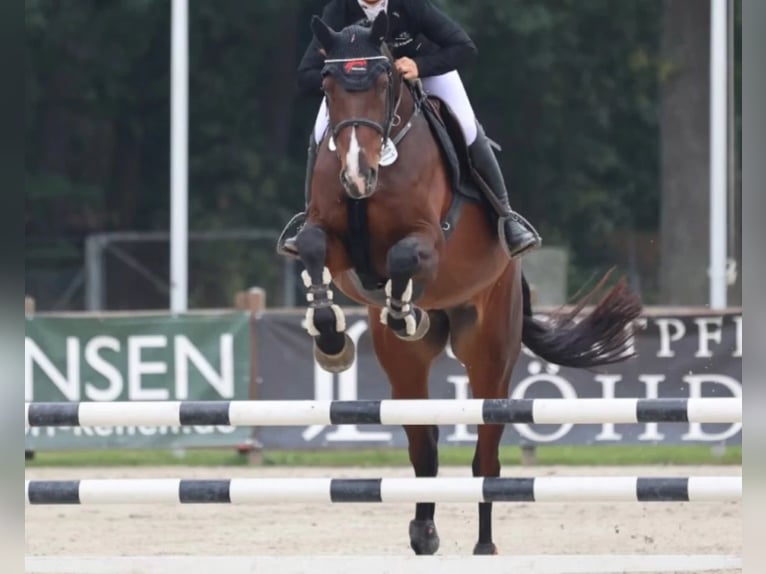 Holsteiner Jument 6 Ans 174 cm Bai in Heeslingen