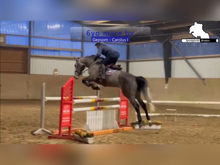 Holsteiner Jument 6 Ans 174 cm Gris in Gadow